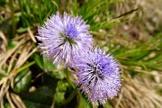 79 Vedovella celeste (Globularia cordifolia)